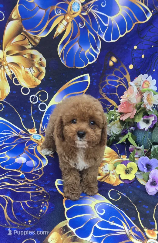 Hibiscus  – Cavapoo puppy for sale in Scottsville, VA