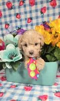Pooh , a male Maltipoo for sale in Scottsville, VA – 4 of 5