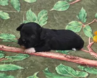 Shade, a male Maltipoo and Havapoo for sale in Scottsville, VA – 3 of 4