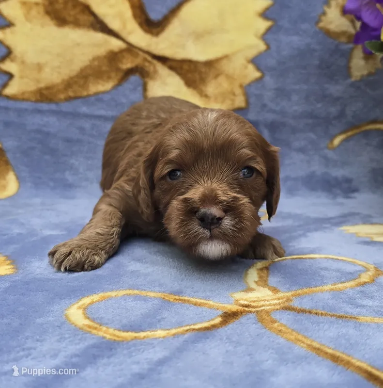 Squid – Cavapoo puppy for sale in Scottsville, VA