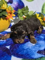 Jewls, a female Maltipoo for sale in Scottsville, VA – 4 of 9