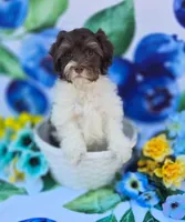 Derby, a male Havapoo for sale in Scottsville, VA – 7 of 10