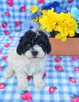 Oscar, a male Yorkipoo for sale in Scottsville, VA – 4 of 4
