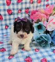 Paisley , a female Havapoo for sale in Scottsville, VA – 3 of 5