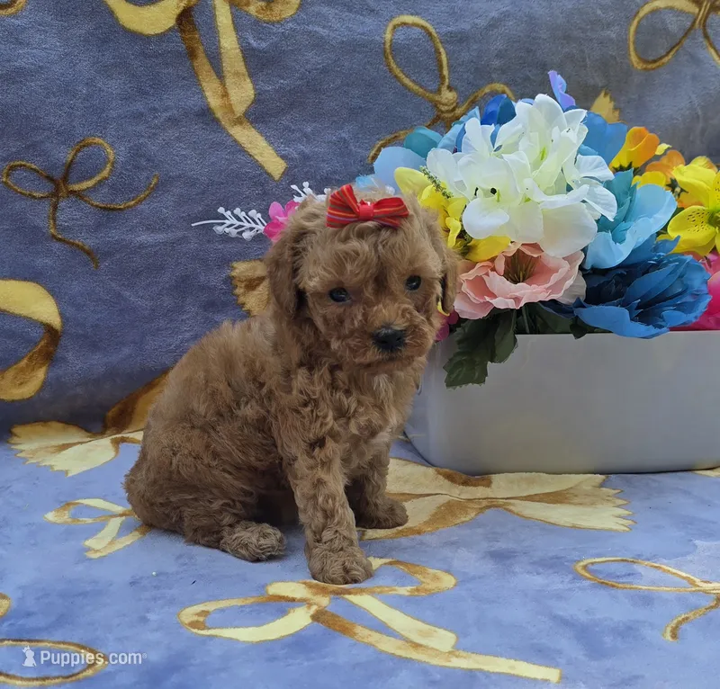 Tropical  – Cavapoo puppy for sale in Scottsville, VA