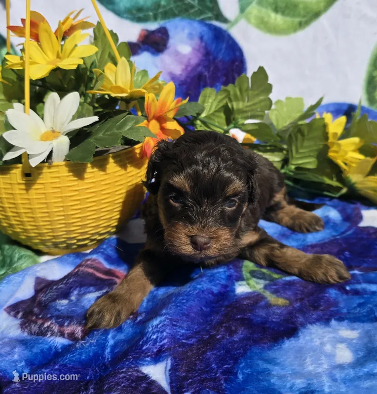 Jewls – Maltipoo puppy for sale in Scottsville, VA