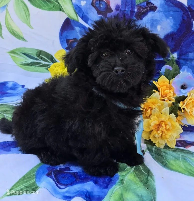 Noodle – Morkie puppy for sale in Scottsville, VA