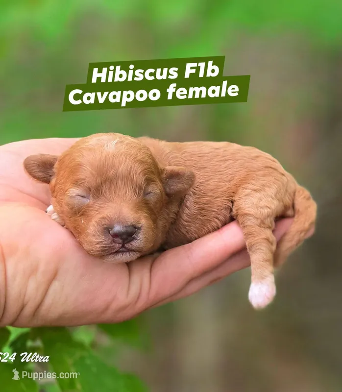 Hibiscus  – Cavapoo puppy for sale in Scottsville, VA