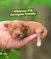 Hibiscus , a female Cavapoo for sale in Scottsville, VA – 1 of 1