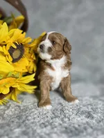 Shaggy , a male Cavapoo for sale in Scottsville, VA – 7 of 7