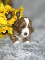 Shaggy , a male Cavapoo for sale in Scottsville, VA – 5 of 7