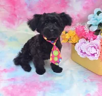 Noodle, a male Poodle - Toy  and Morkie for sale in Scottsville, VA – 5 of 8