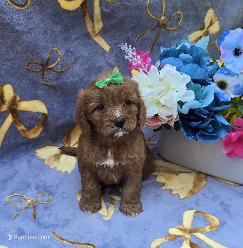 Star – Cavapoo puppy for sale in Scottsville, VA