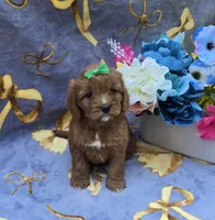 Star, a female Cavapoo for sale in Scottsville, VA – 1 of 7