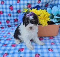 Klarity, a female Yorkipoo for sale in Scottsville, VA – 3 of 4