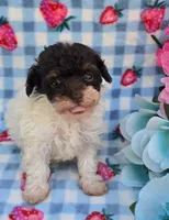 Paisyn , a female Havapoo for sale in Scottsville, VA – 2 of 4