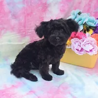 Noodle, a male Poodle - Toy  and Morkie for sale in Scottsville, VA – 8 of 8