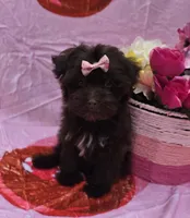 Nuria, a female Maltipoo for sale in Scottsville, VA – 4 of 4