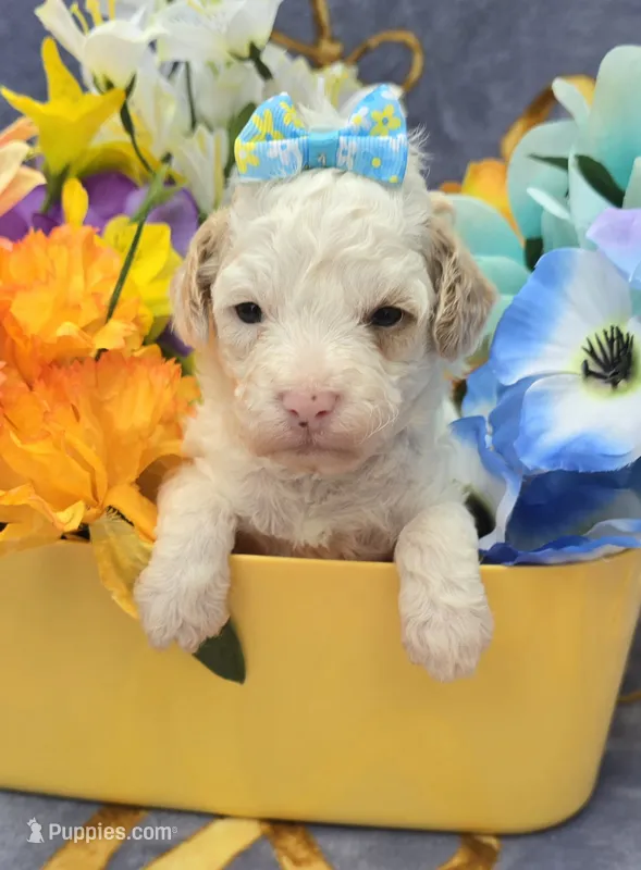 Coral – Cavapoo puppy for sale in Scottsville, VA