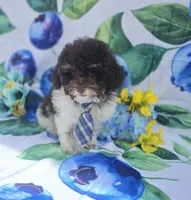 Keebler , a male Havapoo for sale in Scottsville, VA – 5 of 5