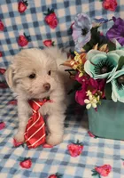 Linen, a male Maltipoo and Havapoo for sale in Scottsville, VA – 3 of 10