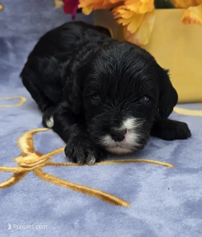 Otter  – Cavapoo puppy for sale in Scottsville, VA