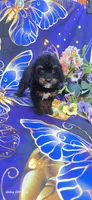 Eclair, a female Cavapoo for sale in Scottsville, VA – 6 of 6