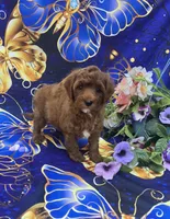 Bali, a female Cavapoo for sale in Scottsville, VA – 4 of 5