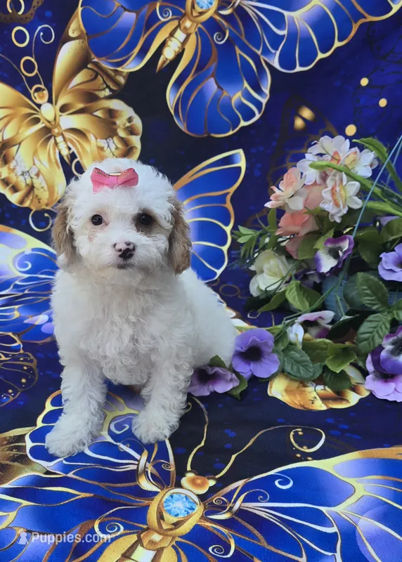 Coral – Cavapoo puppy for sale in Scottsville, VA