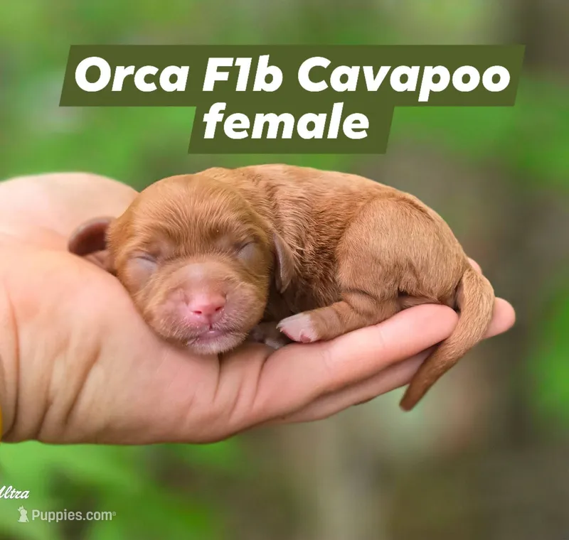 Orca – Cavapoo puppy for sale in Scottsville, VA