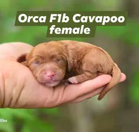 Orca, a female Cavapoo for sale in Scottsville, VA – 1 of 1