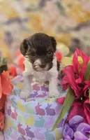 Wafer, a male Havapoo for sale in Scottsville, VA – Photo 8 of 8