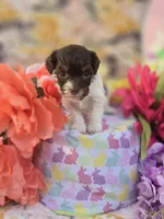 Wafer, a male Havapoo for sale in Scottsville, VA – Photo 2 of 8