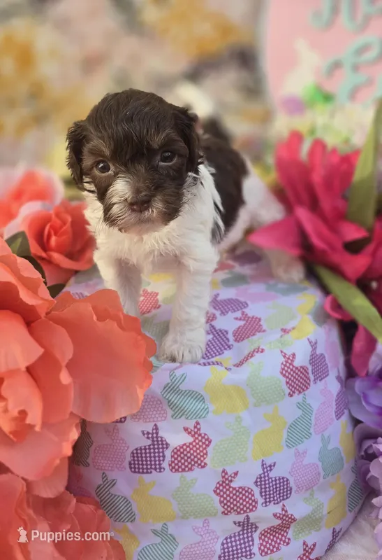 Wafer – Havapoo puppy for sale in Scottsville, VA