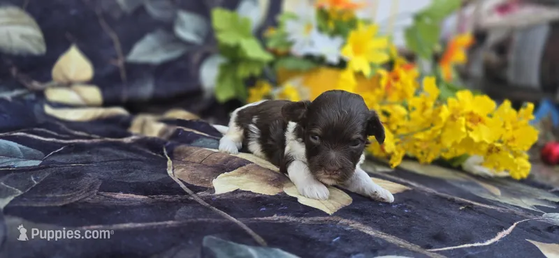 Wafer – Havapoo puppy for sale in Scottsville, VA