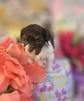 Wafer, a male Havapoo for sale in Scottsville, VA – Photo 6 of 8