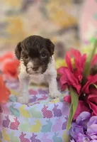 Wafer, a male Havapoo for sale in Scottsville, VA – Photo 7 of 8