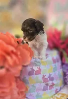 Wafer, a male Havapoo for sale in Scottsville, VA – Photo 4 of 8