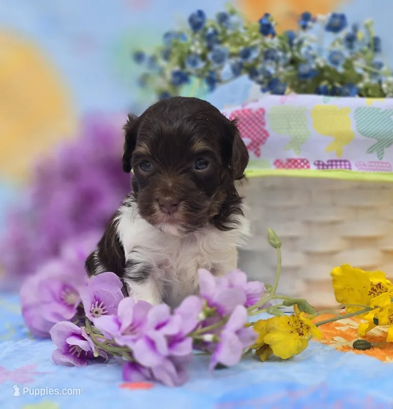 Wafer – Havapoo puppy for sale in Scottsville, VA