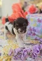 Wafer, a male Havapoo for sale in Scottsville, VA – Photo 5 of 8