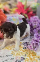 Wafer, a male Havapoo for sale in Scottsville, VA – Photo 3 of 8