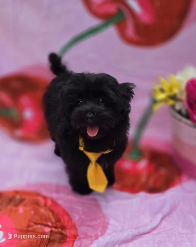 Kaymoi – Maltipoo puppy for sale in Scottsville, VA