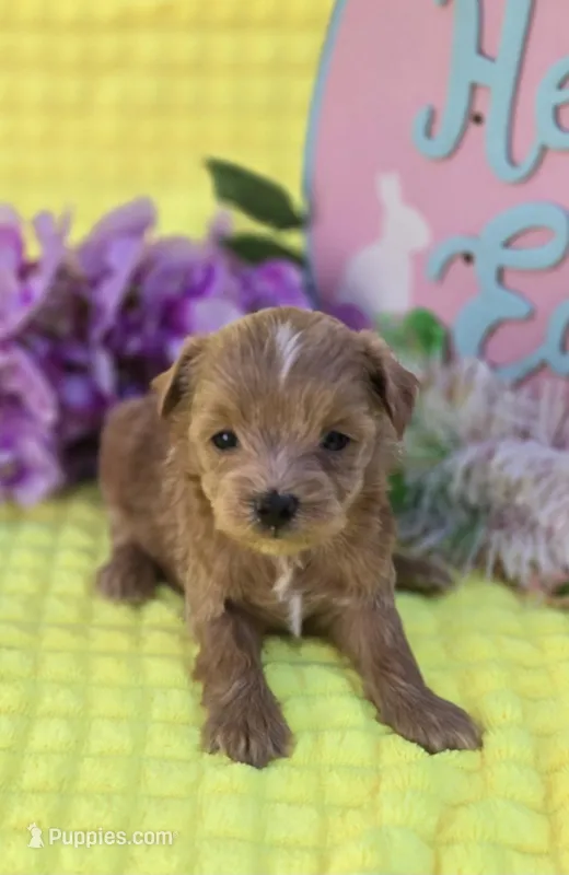 Jelly – Morkie puppy for sale in Scottsville, VA