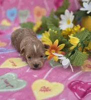 Jelly, a female Morkie for sale in Scottsville, VA – Photo 3 of 4
