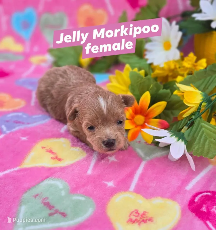 Jelly – Morkie puppy for sale in Scottsville, VA