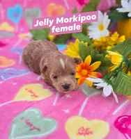 Jelly, a female Morkie for sale in Scottsville, VA – Photo 1 of 4