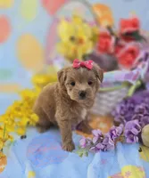Jelly, a female Morkie for sale in Scottsville, VA – Photo 2 of 6