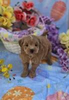 Jelly, a female Morkie for sale in Scottsville, VA – Photo 3 of 6