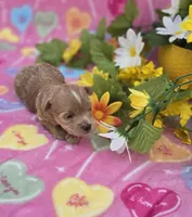 Jelly, a female Morkie for sale in Scottsville, VA – Photo 4 of 4