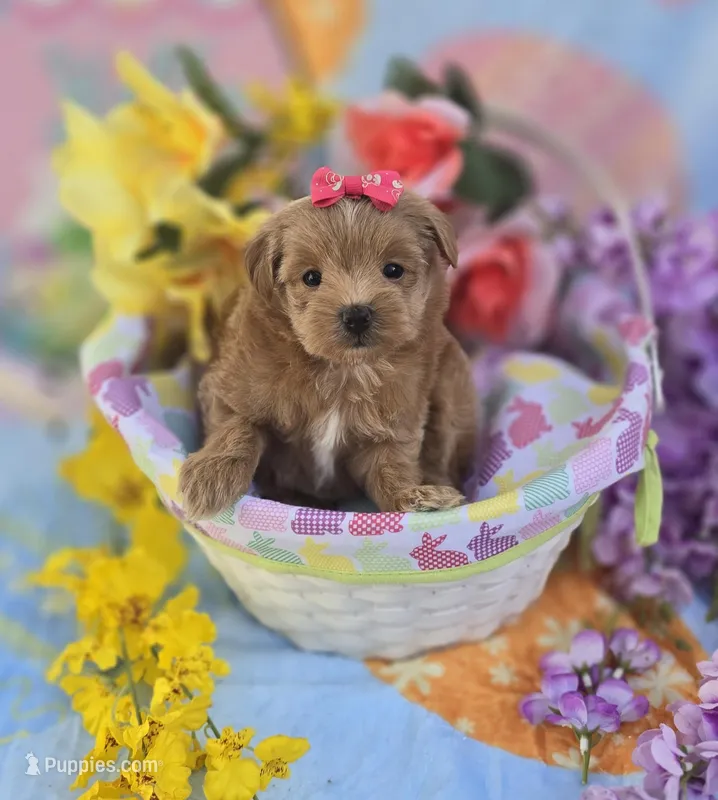 Jelly – Morkie puppy for sale in Scottsville, VA